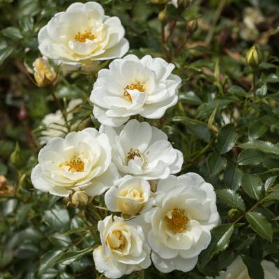 Rosa 'Bijenweelde'® White