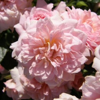 Rosa 'Cicero'