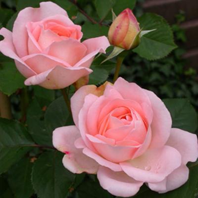 Rosa 'Clair'(TM) Renaissance®