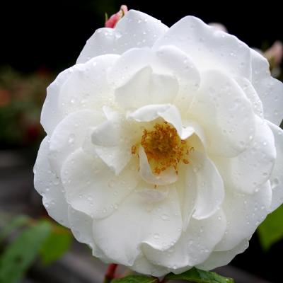 Rosa 'Climbing Iceberg'®