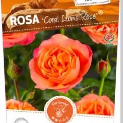 Rosa 'Coral Lions Rose'®