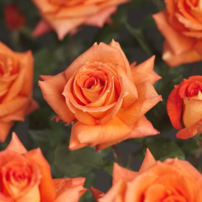Rosa 'Doris Tysterman'