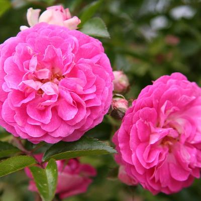 Rosa 'Dorothy Perkins'(K)