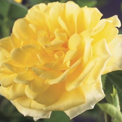 Rosa 'Golden Climber'