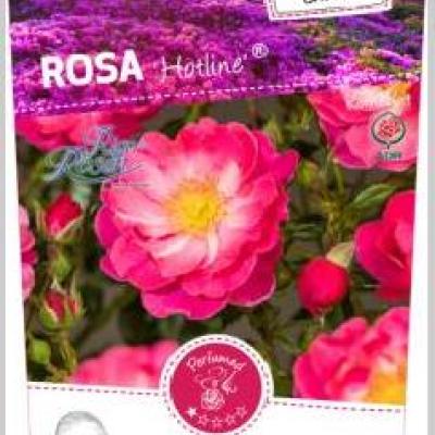 Rosa 'Hotline'®