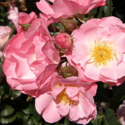 Rosa 'Jacky's Favorite' ® - Best Select
