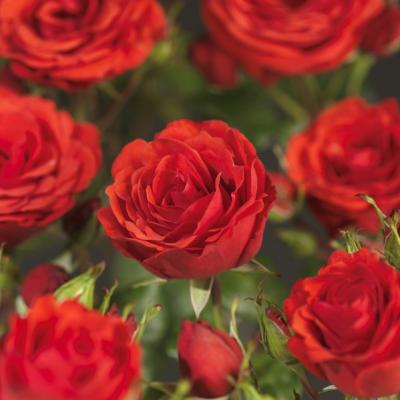 Rosa 'Jive'(TM) Courtyard®