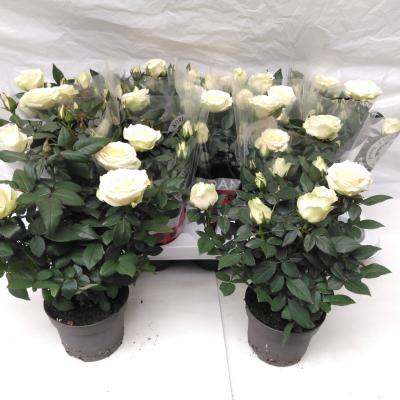 Rosa Kordana 'Be Mine'