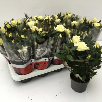 Rosa Kordana mix