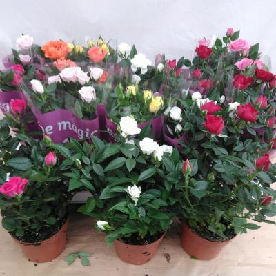 Rosa 'Kordana' mix kleinbloemig