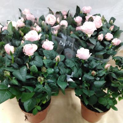 Rosa 'Light Pink' -  Beau Monde