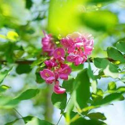 Robinia margaretta 'Casque Rouge'  HO 12/14