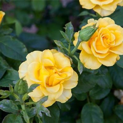 Rosa 'Melgold'