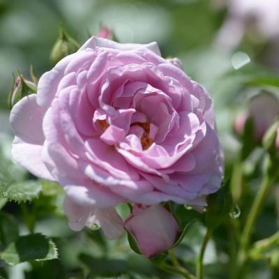 Rosa 'Nautica'®