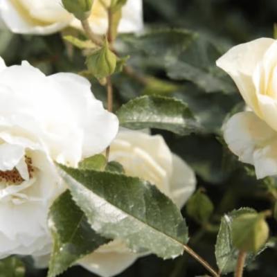 Rosa 'Nero' ® - Best Select