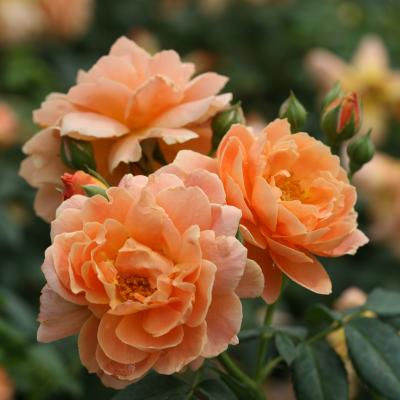 Rosa 'Orange Climber'