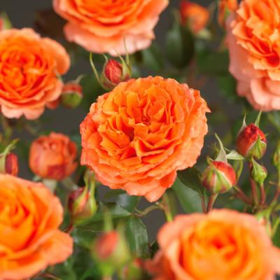Rosa 'Orange Meilove'®