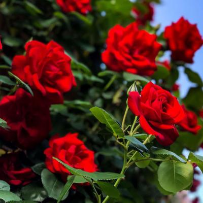 Rosa 'Paul's Scarlet Climber'