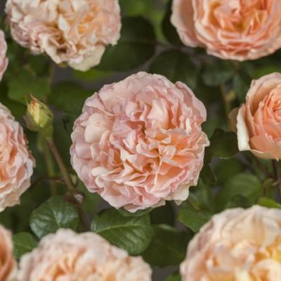 Rosa 'Princesse Charlene de Monaco'