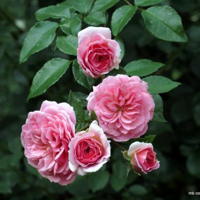 Rosa 'Pirouette'(TM) Courtyard®