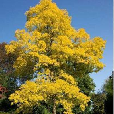 Robinia pseud. 'Frisia' 