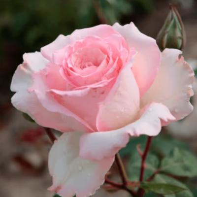 Rosa 'Phaedra' ® - Best Select