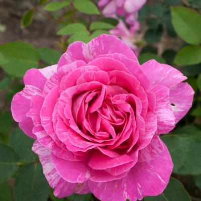 Rosa 'Pink Candy'