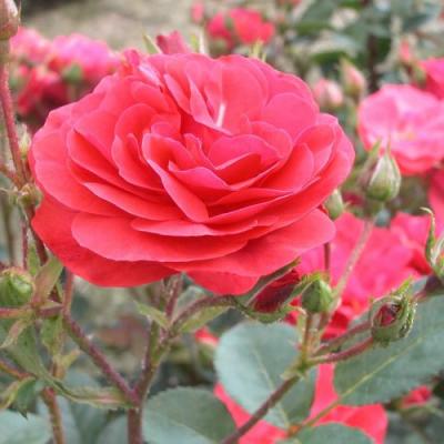 Rosa 'Princesse Mathilde' '(R)(F) - parfumé
