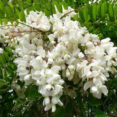 Robinia pseudoacacia