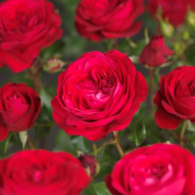 Rosa 'Red Meilove'®