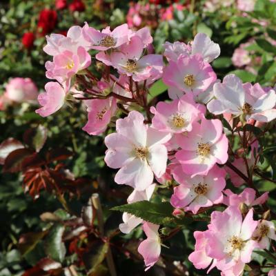 Rosa 'Rosy Boom'