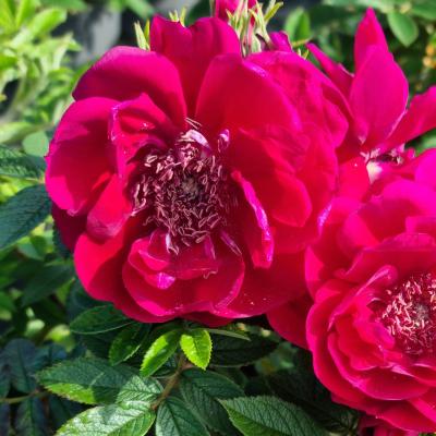 Rosa rugosa 'Take it Easy'®