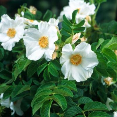 Rosa rugosa 'Alba'