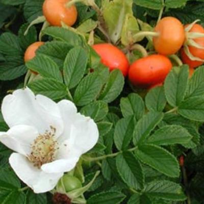 Rosa rugosa