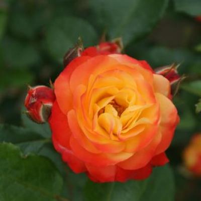 Rosa 'Rumba'(F)  op stam