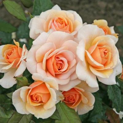 Rosa 'Sweet Honey'®