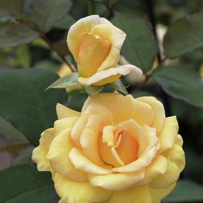 Rosa 'Sophia'(TM) Renaissance®