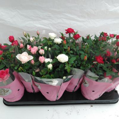 Rosa 'Star Roses Summer'
