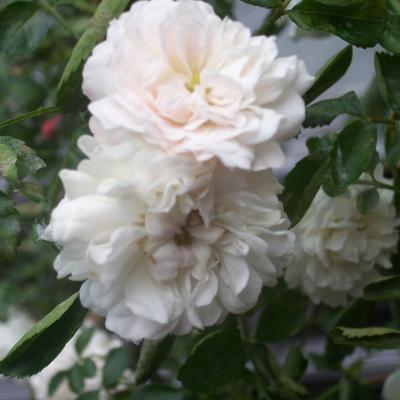 Rosa 'White Dorothy'(K)