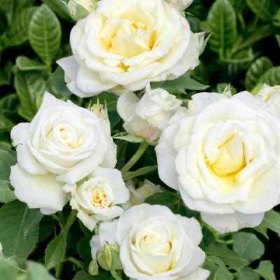 Rosa 'White Meilove'®