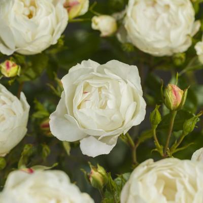 Rosa 'White Morsdag'