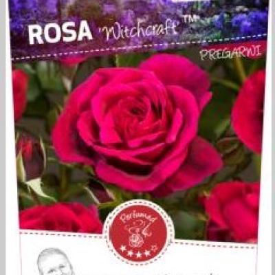 Rosa 'Witchcraft'(TM)