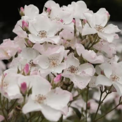 Rosa 'Xantippe' ® - Best Select