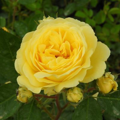 Rosa 'Yellow' Meilove'®