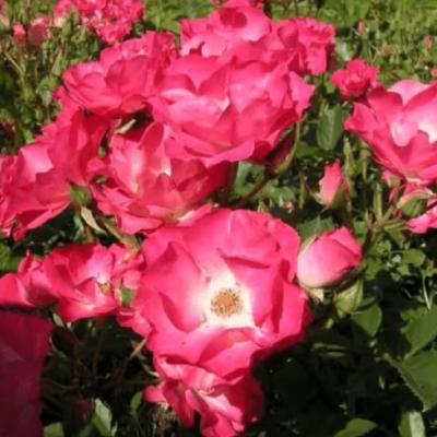 Rosa 'Rivierenhof' ® - Best Select