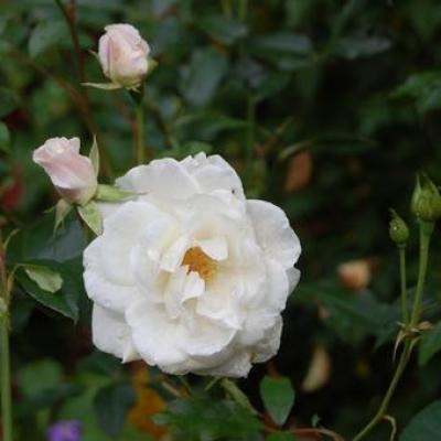 Rosa 'Schneewittchen'(F) op stam