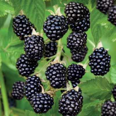 Rubus fruticosus Black Satin