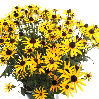 Rudbeckia fulgida 'Little Goldstar'