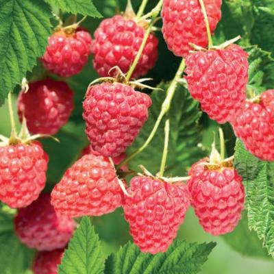 Rubus idaeus Malling Promise