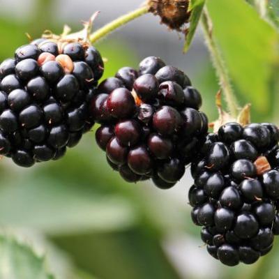 Rubus fruticosa 'Navaho'